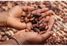 Les bien-faits du cacao pour la peau